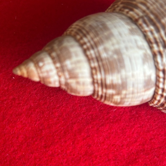 Tulip Shell - Picture 3 of 7